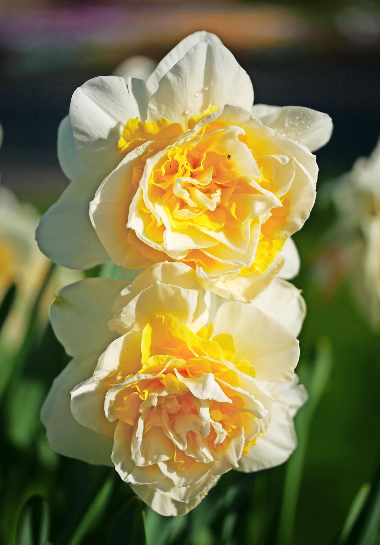 Im Schaugarten pflegt Jolanda van Amerom ihre Liebe der Frühblüher mit zahlreichen Varianten. Die prachtvoll gefüllte Narzisse besticht durch abwechselnd weiße und goldgelbe Schichten mit gekräuseltenütenblättern.