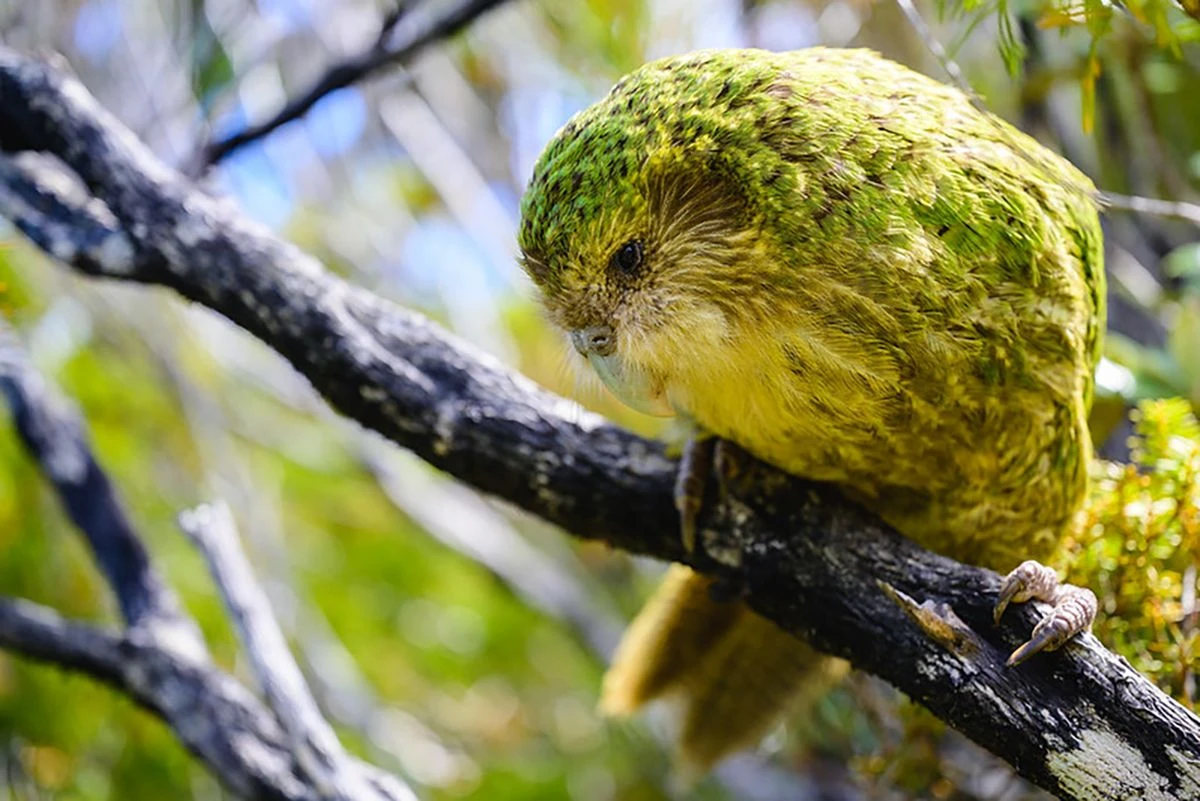 Kakapo, ein Papagei aus Neuseeland