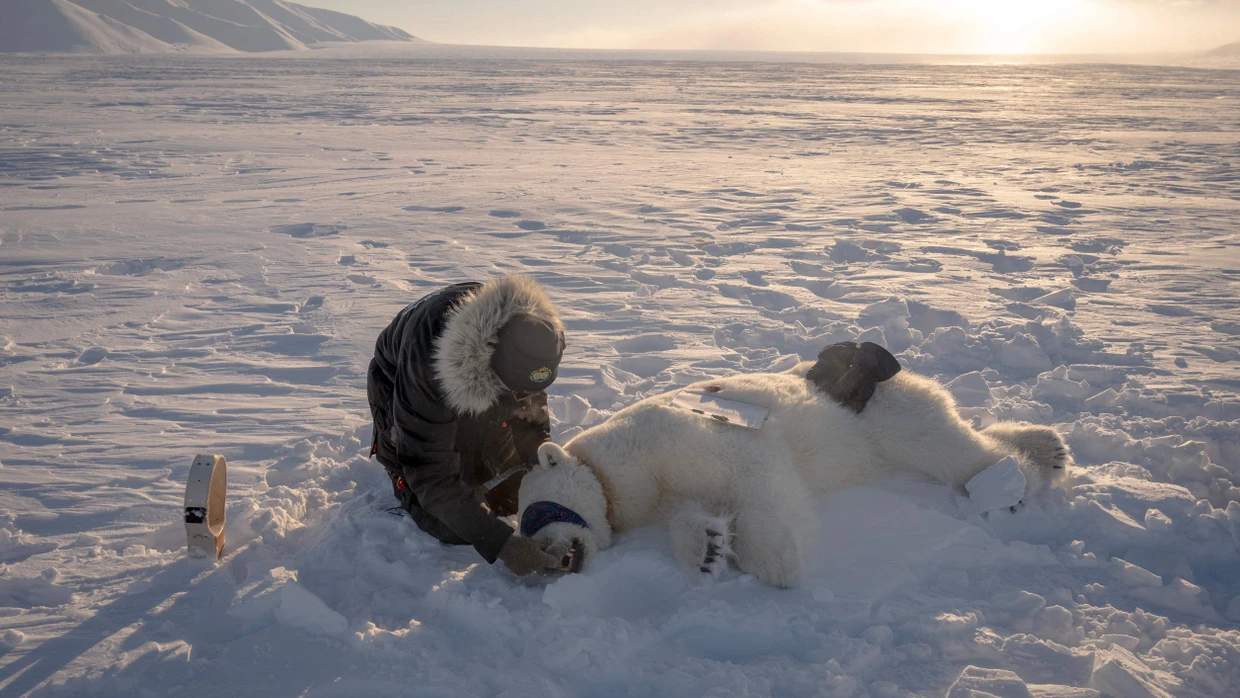 Der Leiter des Eisbärenprogramms, Jon Aars, wechselt am 15. April 2025 das GPS-Halsband einer Eisbärin im Osten von Spitzbergen.