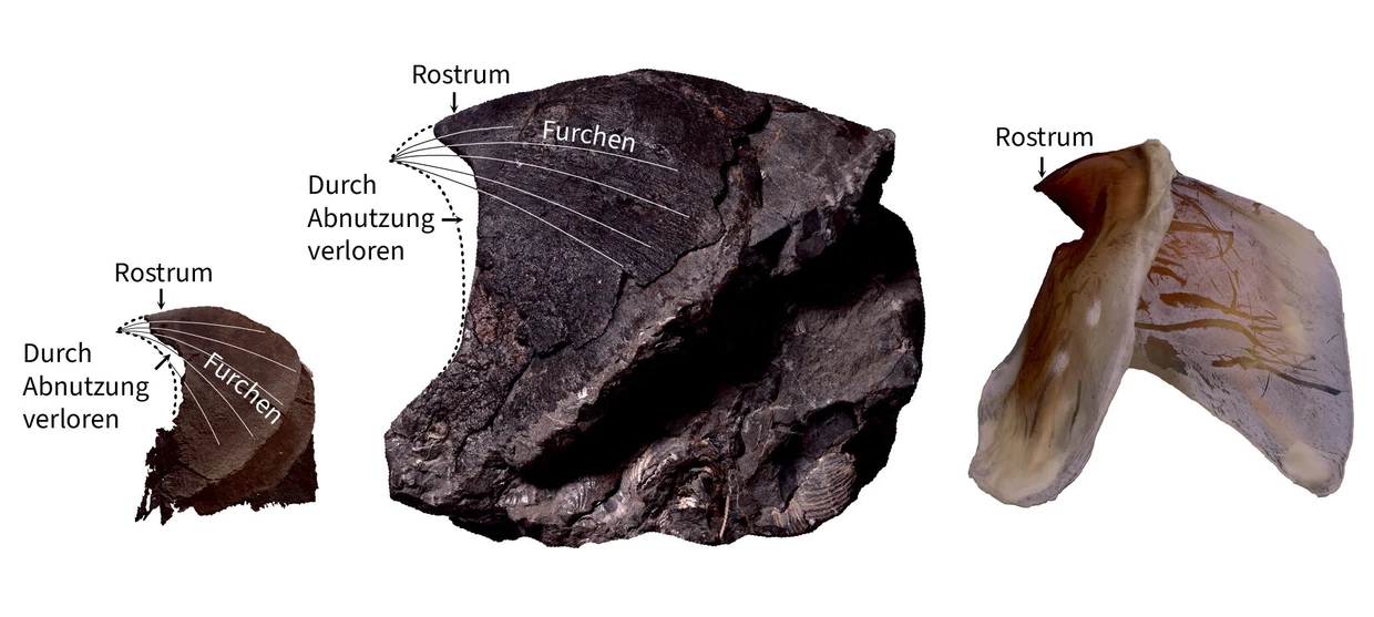Fossile Kiefer der kreidezeitlichen Krakenarten Nanaimoteuthis jeletzkyi (links) und Nanaimoteuthis haggarti (Mitte) sowie der Kiefer eines modernen Riesenkalmars Architeuthis dux (rechts)
