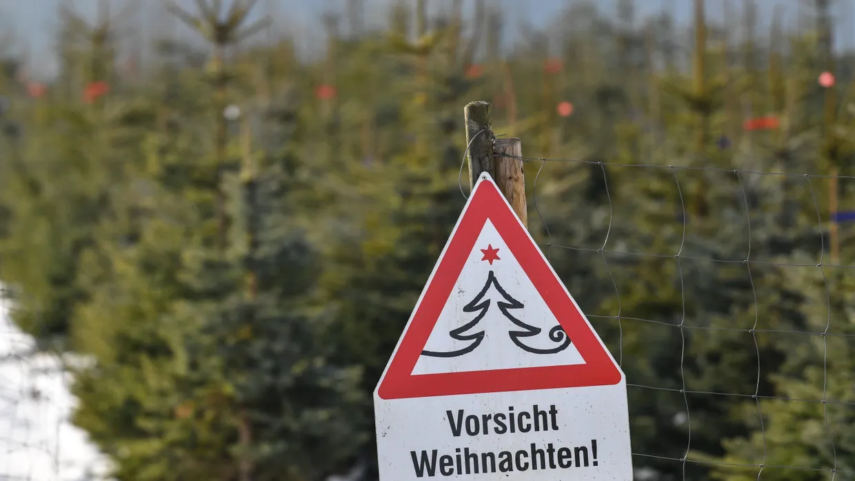 Vielerorts geht es den Weihnachtsbäumen nun an den Kragen.