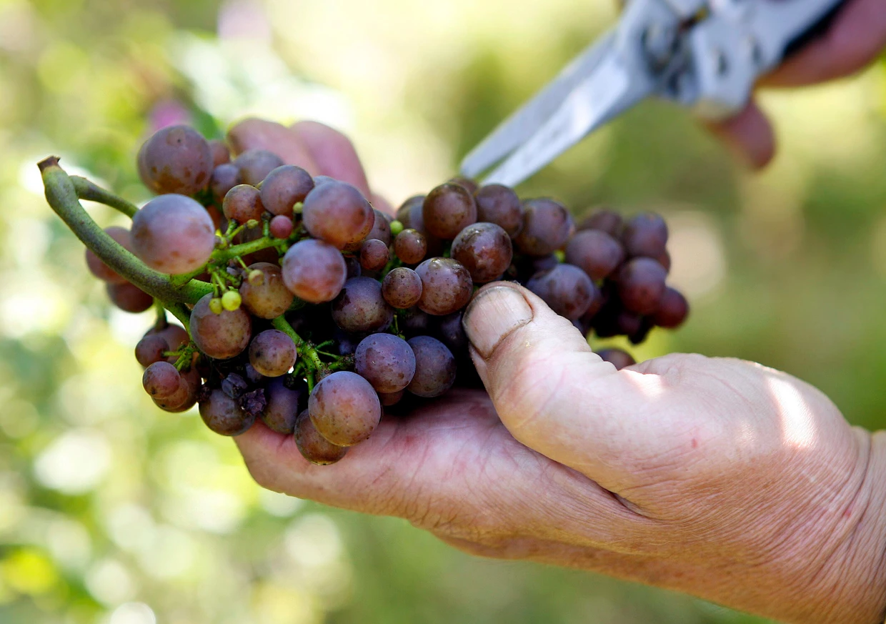 Am Anfang ist die Traube: Ernte im Markgräflerland