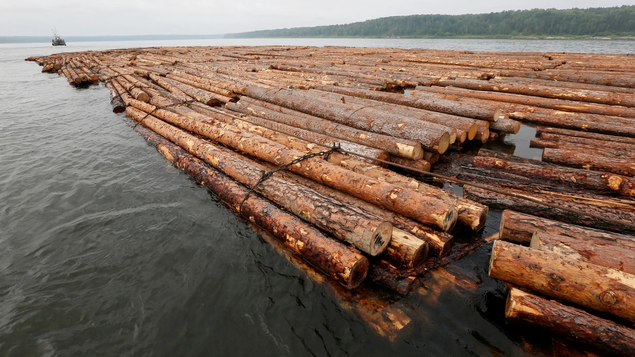 In Sibirien werden schon heute große Mengen Holz über die Flüsse transportiert. Bislang werden sie in Holzfabriken verarbeitet.