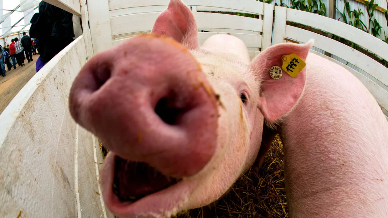 Schweine sollen auch Anlegers Depot fett machen