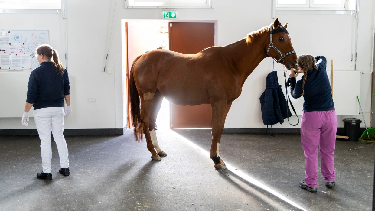 Zahnpflege fürs Pferd: Auch das müssen angehende Tiermediziner lernen.