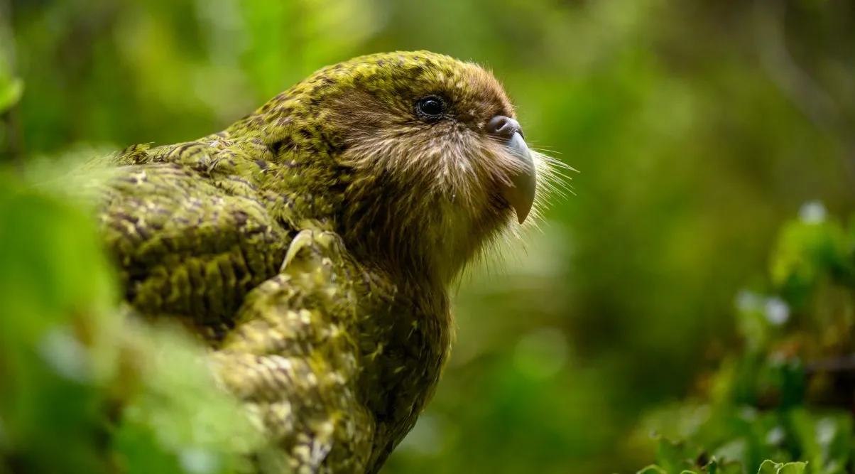 Der Kakapo, einer der außergewöhnlichsten Vögel Neuseelands, ist erstmals seit 40 Jahren auf das Festland zurückgekehrt
