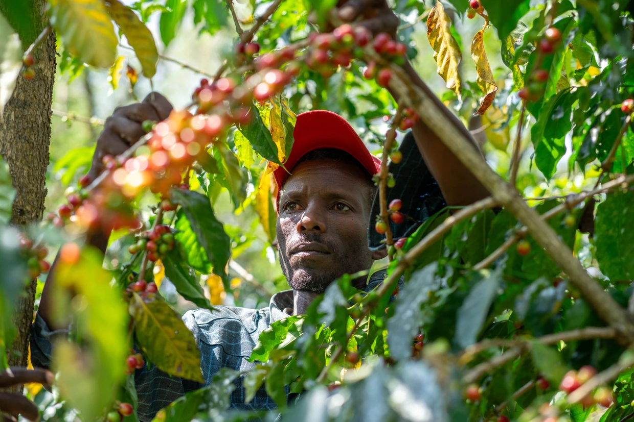 Mulugeta Kenea kann durch den Kaffeeanbau seine Familie besser ernähren.