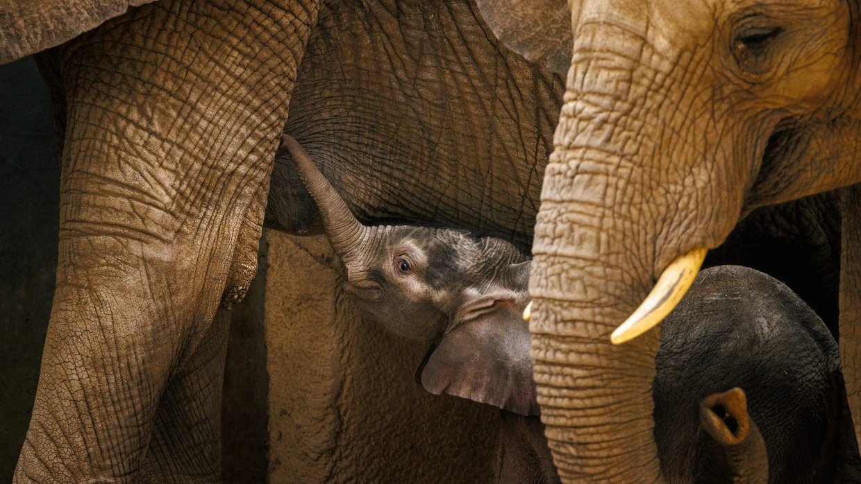 Publikumsmagneten: Etwa 200 Elefanten leben in europäischen Zoos.