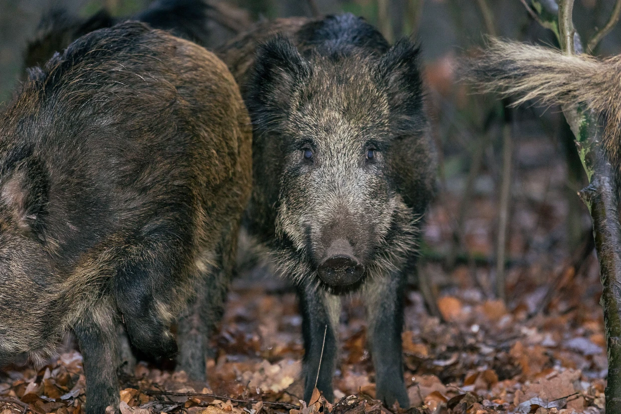 Nicht nur im Wald am Stadtrand unterwegs: Wildschweine sind gerne in den Großstädten auf Müllsuche –insbesondere in Berlin.