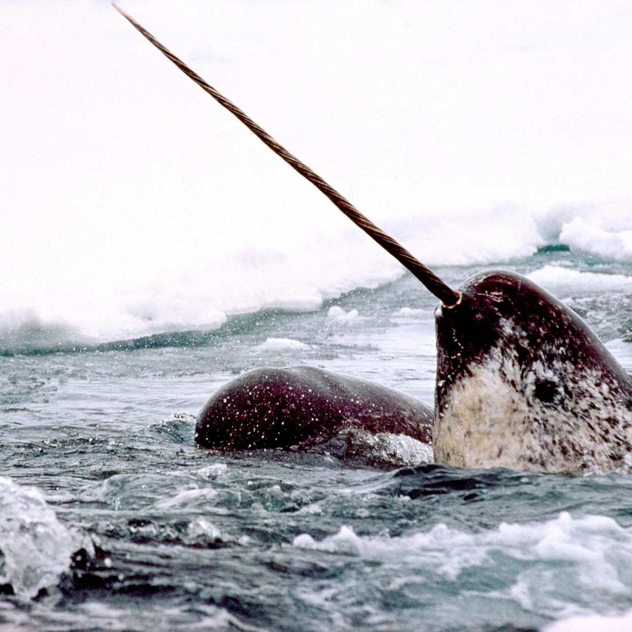 Narwale finden im Eis Schutz vor Orcas.