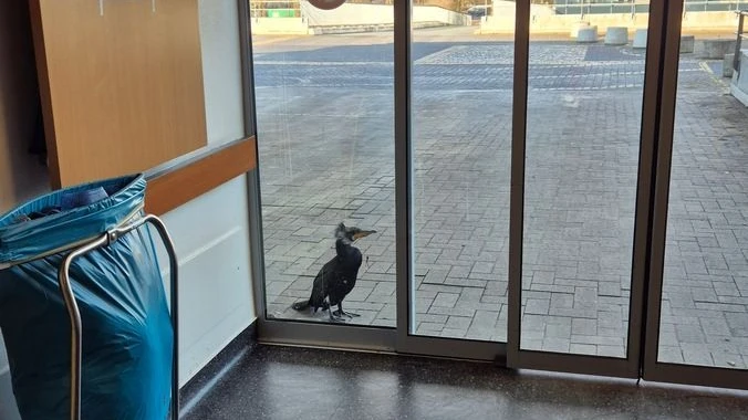 Der Kormoran am Sonntag vor der Klinik Links der Weser in Bremen