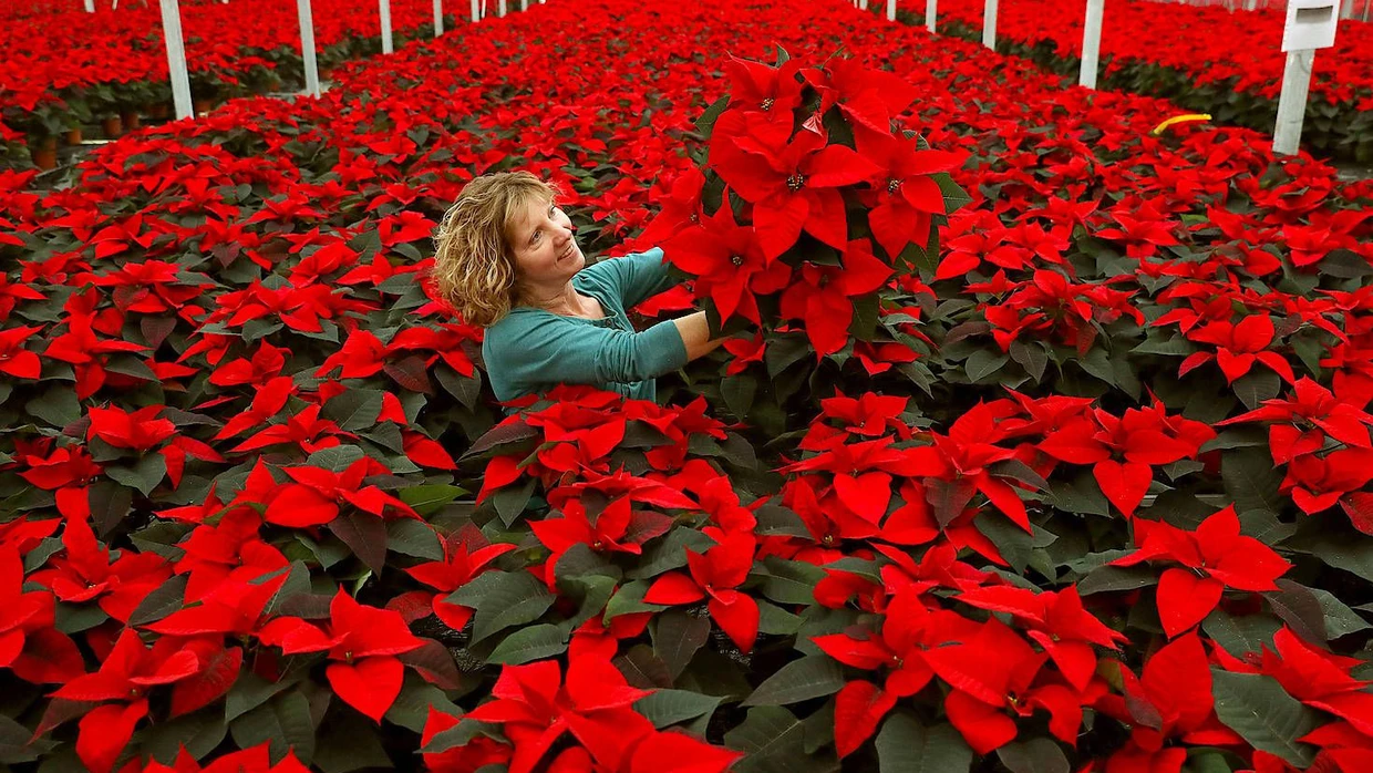 Der Weihnachtsstern als Symbol unserer Wegwerfmentalitt | FAZ
