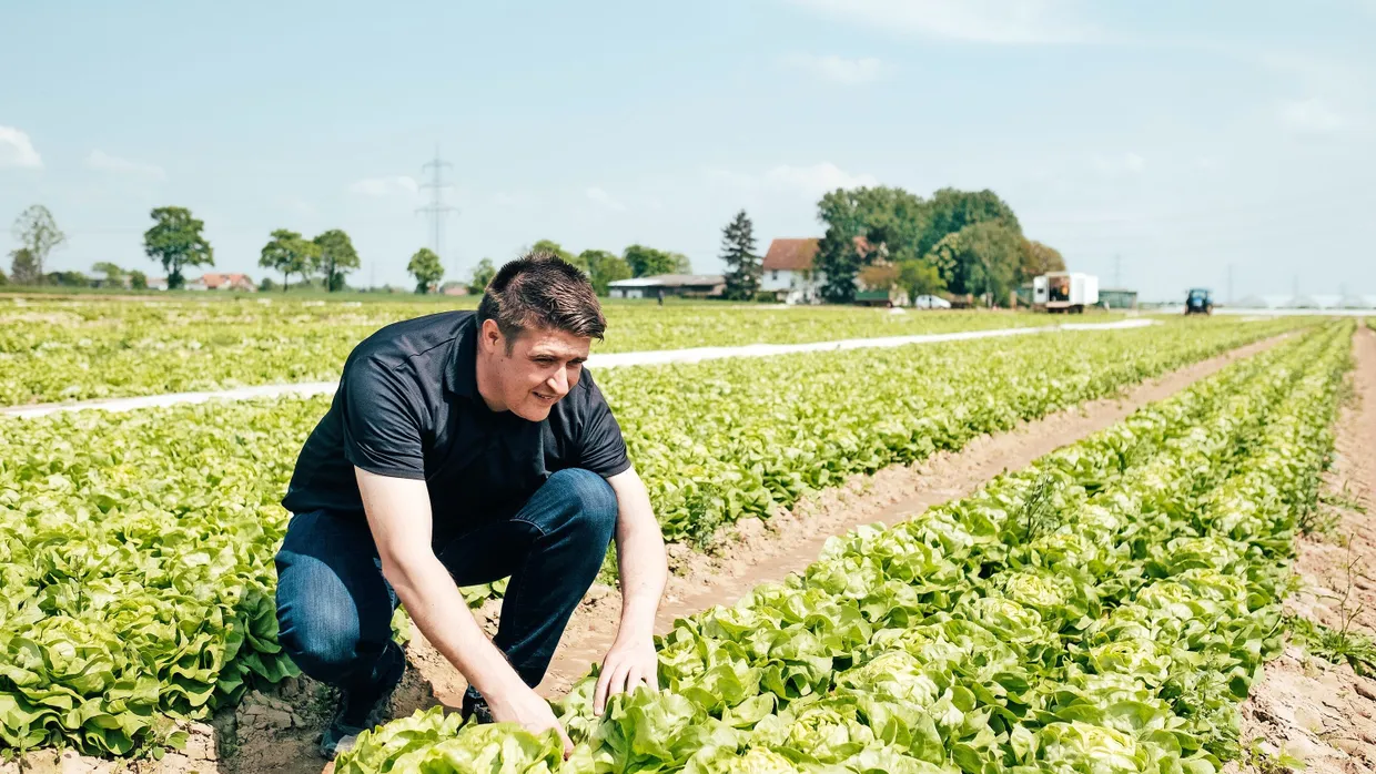 Noch unter freiem Himmel: Landwirt Jirko Stiller auf einem Feld für Kopfsalat