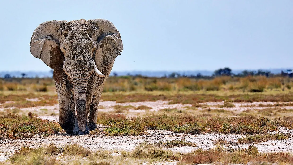 Elefant im Etosha-Nationalpark: Wie viele der Dickhäuter es in Namibia noch gibt, ist unbekannt.