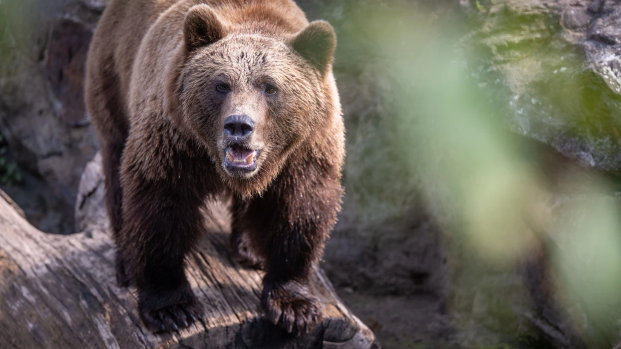A brown bear stands in an enclosure (symbolic image)