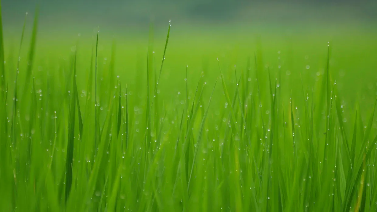 Sieht aus wie Gras, hat aber viel Mühe gekostet und verspricht nun reiche Ernte: Reis