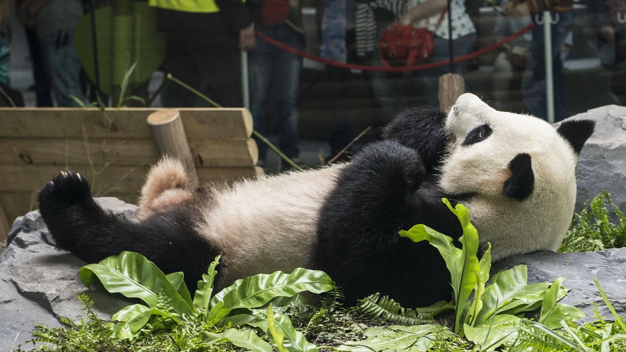 Deutsch-chinesische Panda-Diplomatie im Berliner Zoo | FAZ