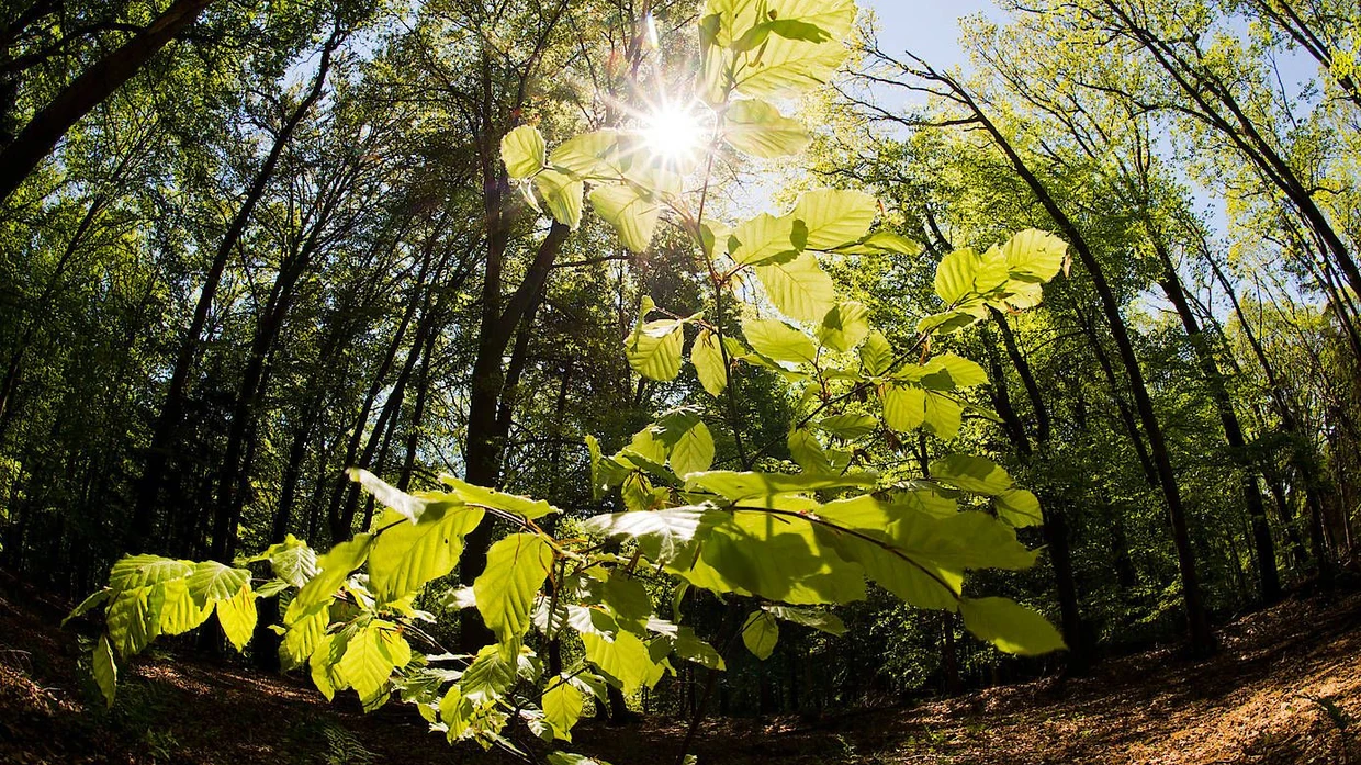 Wann gelingt die knstliche Photosynthese? | FAZ