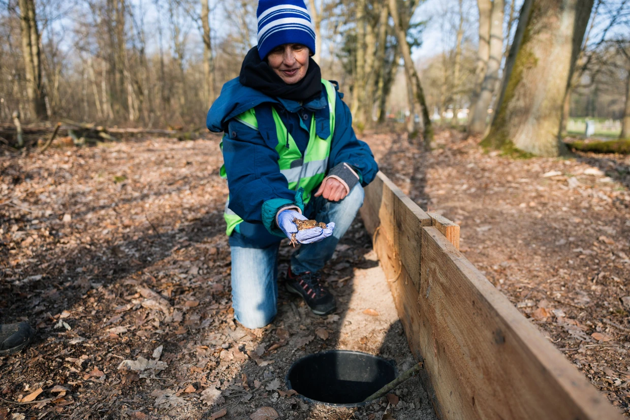 Krötenrettung nach Dienstplan: Cornelia Staab mit einer Erdkröte am Sammeleimer.