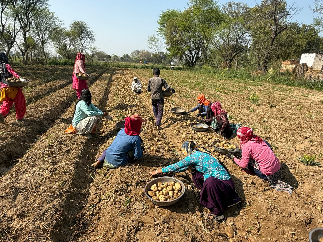 Alle Hände voll zu tun: Indische Bauern bei der Ernte vor wenigen Wochen.