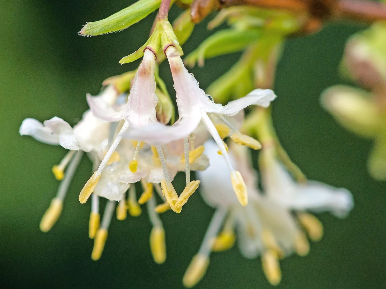 Die Wohlriechende Heckenkirsche trägt diesen Namen nicht zufällig.