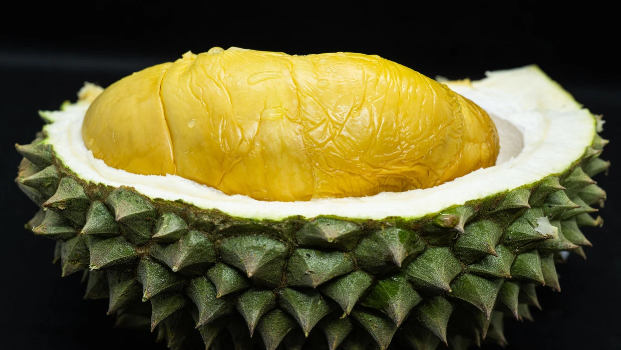 Diese Frucht spaltet die Menschen: Für die einen ist Durian eine delikate Köstlichkeit, andere stören sich am eigenwilligen Geruch.