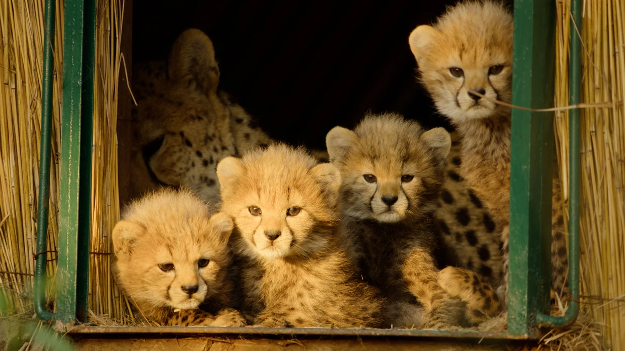  In Gefangenschaft geborener Gepardennachwuchs