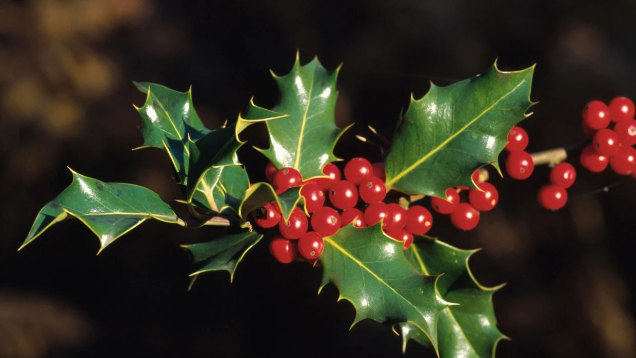 Ilex aquifolium ist weihnachtlicher als jeder Tannenbaum | FAZ