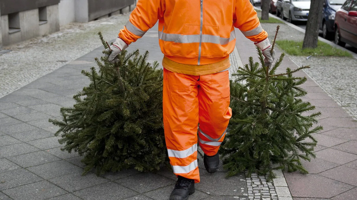 Mitarbeiter der Stadtreinigung müssen dieses Jahr beim Entsorgen der Weihnachtsbäume auf die Unterstützung der Jugendfeuerwehr verzichten. (Symbolbild)