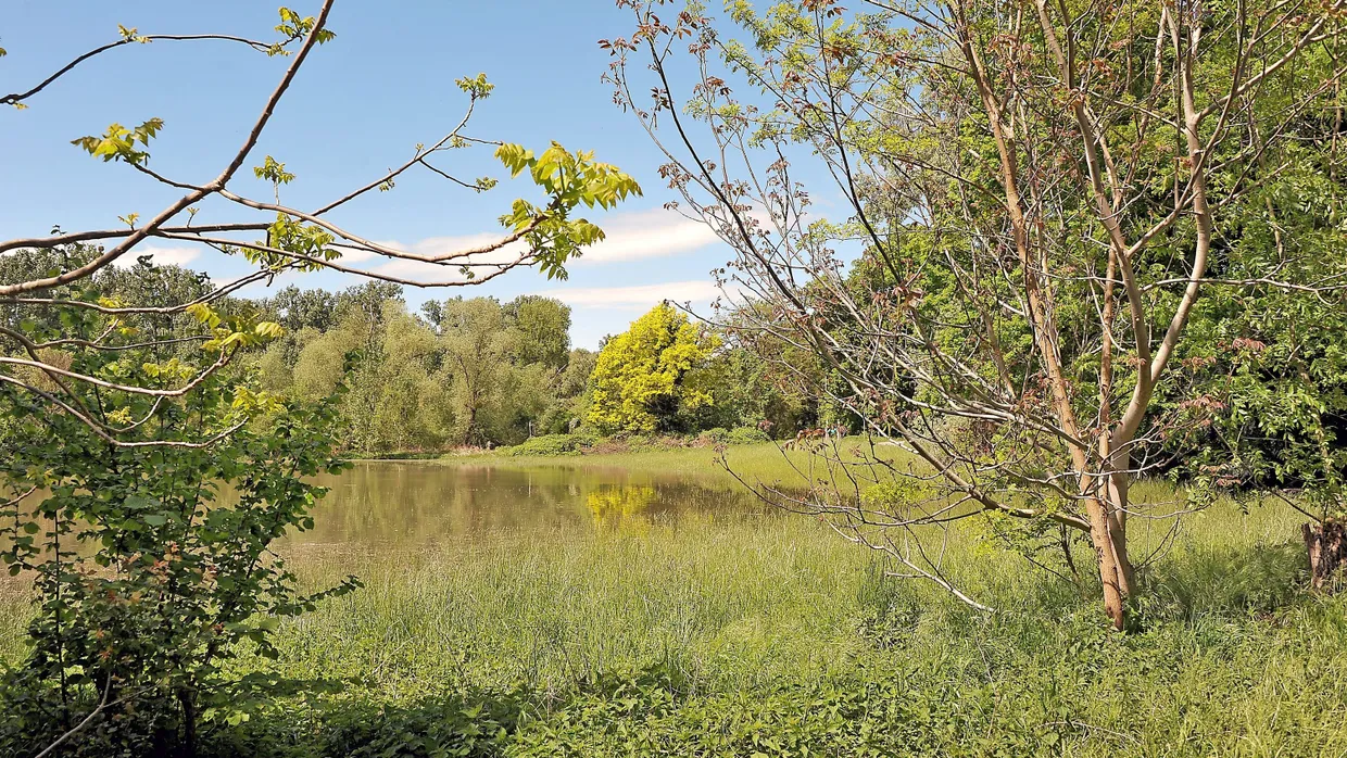 Idylle im Naturschutzgebiet: Die Knoblochsaue liegt eingebettet in einer Flusslandschaft.