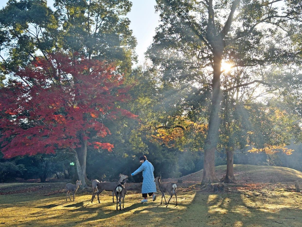 Entre los templos de Nara pastan ciervos mansos, se dice que hay 1.300 y son sagrados en el budismo.