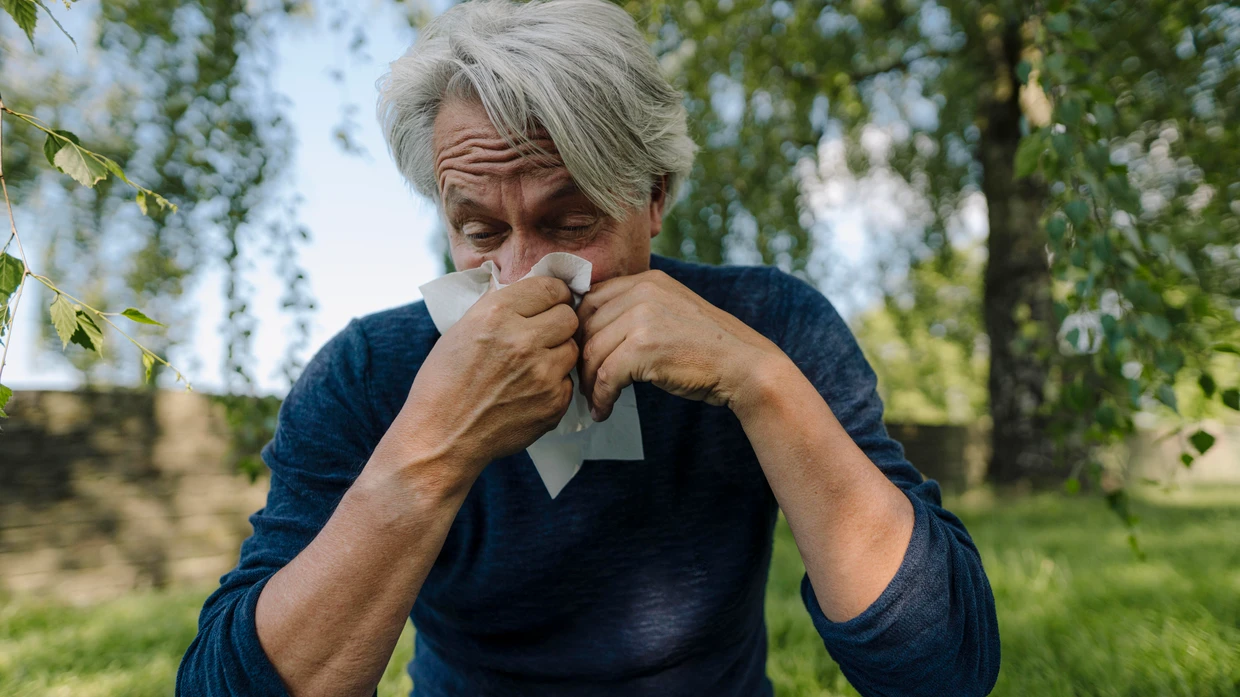 Derzeit machen besonders Erlenpollen Probleme.