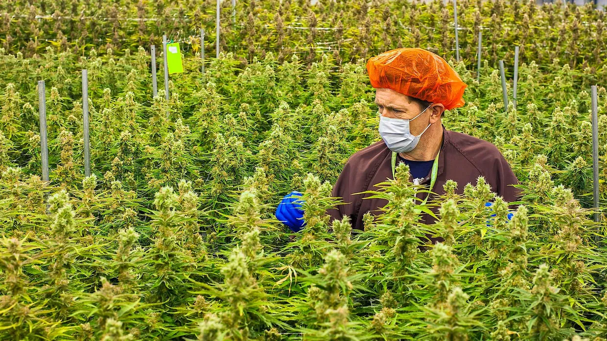 Der Cannabis-Anbau in Kanada boomt. Unternehmen und Käufer warten auf die Legalisierung im Herbst.