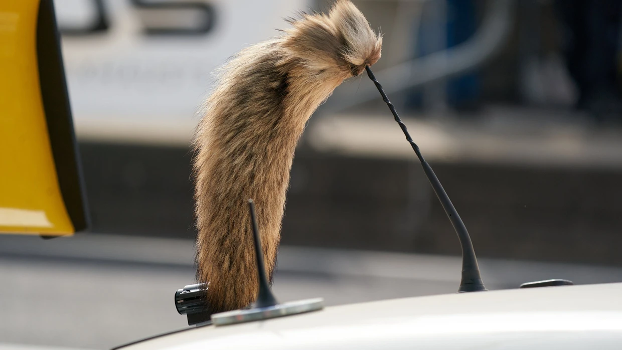 Der „Fuchsschwanz“ ist zum Sinnbild für den Opel Manta geworden. Tuner und Bastler schmückten damit das sportlich geschnittene Manta-Coupé in den 1970er und 1980er-Jahren.