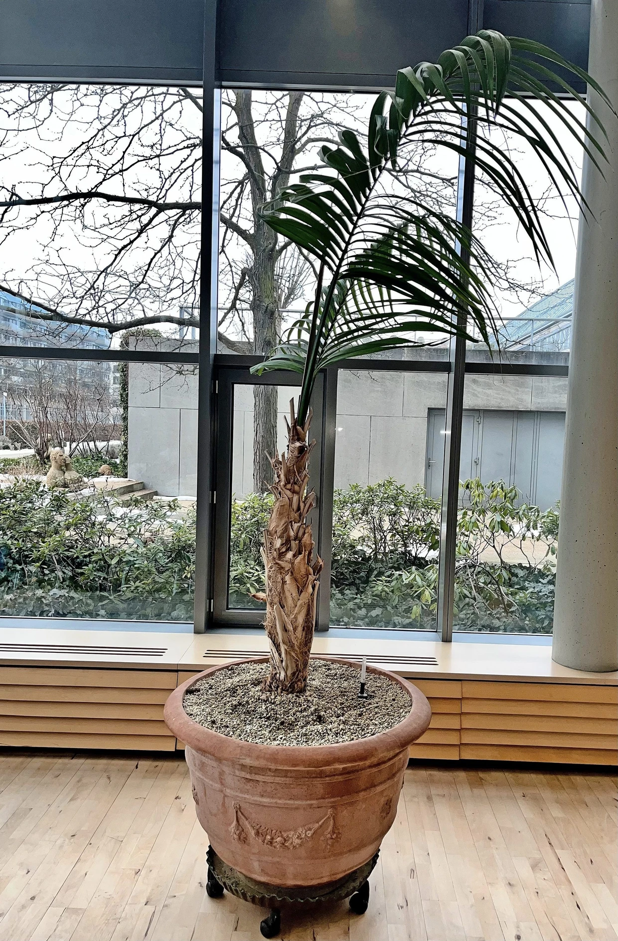 Kündet von besseren Zeiten: Palme