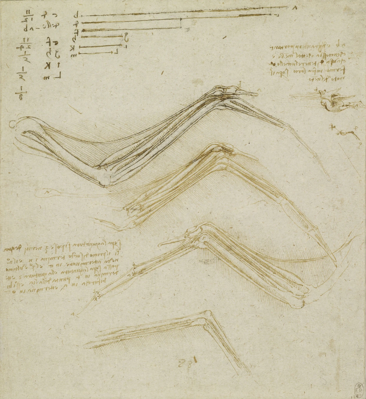Leonardo da Vincis Studie zur Anatomie des Vogelflügels, um 1512