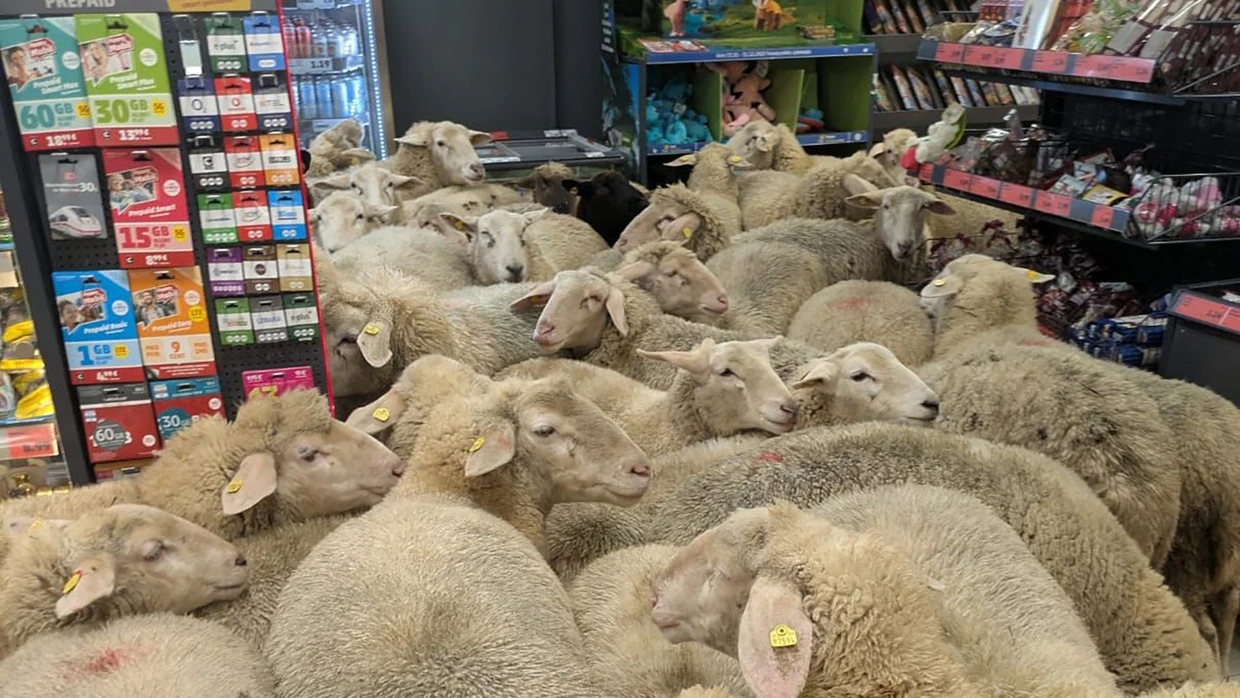 Eine Gruppe Schafe steht im Kassenbereich des Penny-Marktes in Burgsinn. Etwa 50 Schafe hatten sich von der Herde getrennt und waren in die Discounter-Filiale gegangen.
