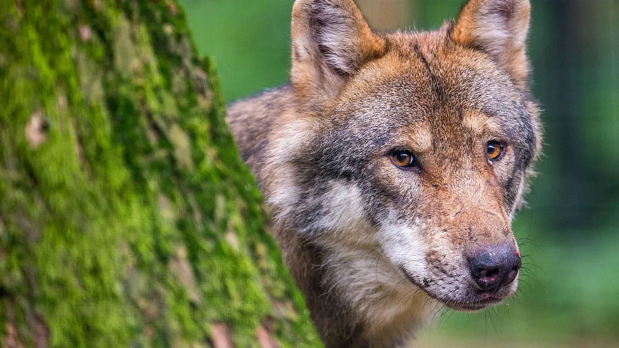 Zwei Wölfinnen haben sich in Hessen angesiedelt.
