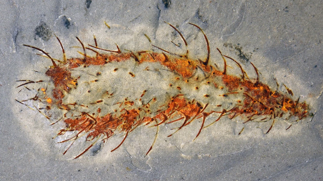 Ein Tier der Gattung Allonnia aus der Huayuan-Fauna. Das Fossil ist etwa zehn Zentimeter lang.