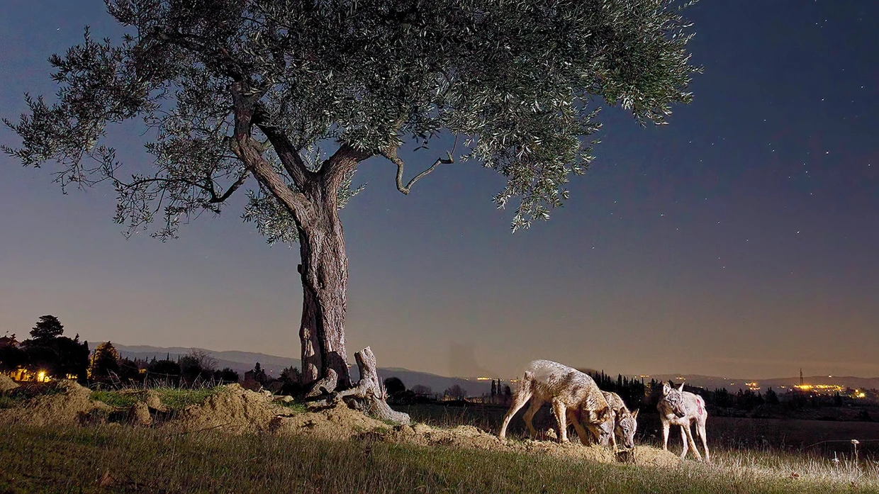 Neugierige Nachbarn: Wölfe in der Region Chianti in der Toskana