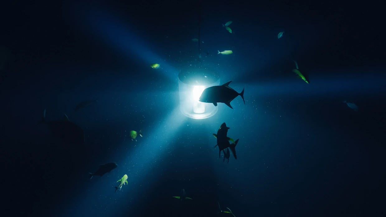  Meeresbewohner nähern sich in der Videoarbeit „Midnight Zone“ dem ungewohnten Licht.