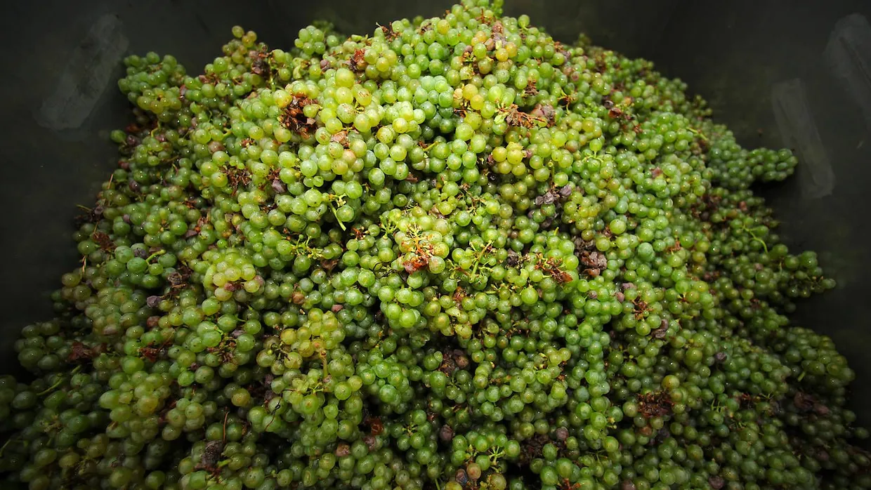Wertvolle Traube: der Riesling
