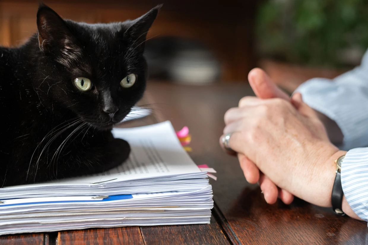Anwältin Helga Müller bereitet sich seit einiger Zeit schon auf das Berufungsverfahren vor. Ihre Katze zeigt ihr an, wenn es Zeit für eine Pause ist.