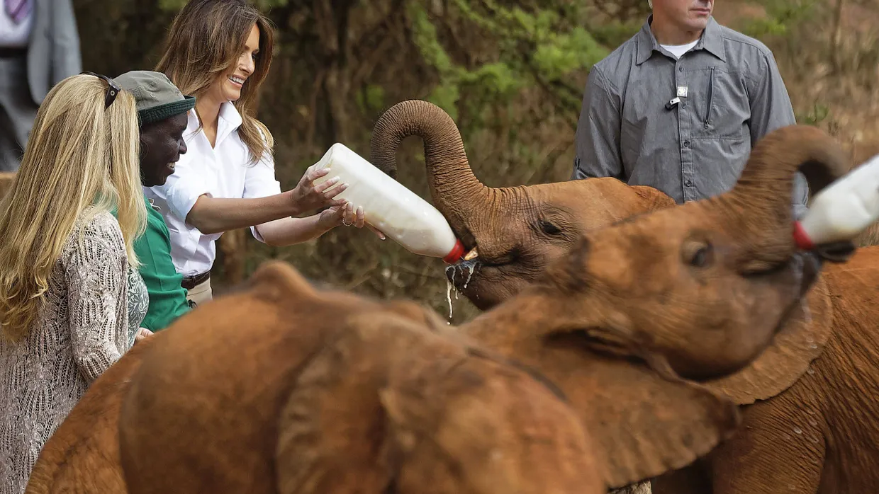 Der Babyelefant hat Durst – und Melania Trump Milch