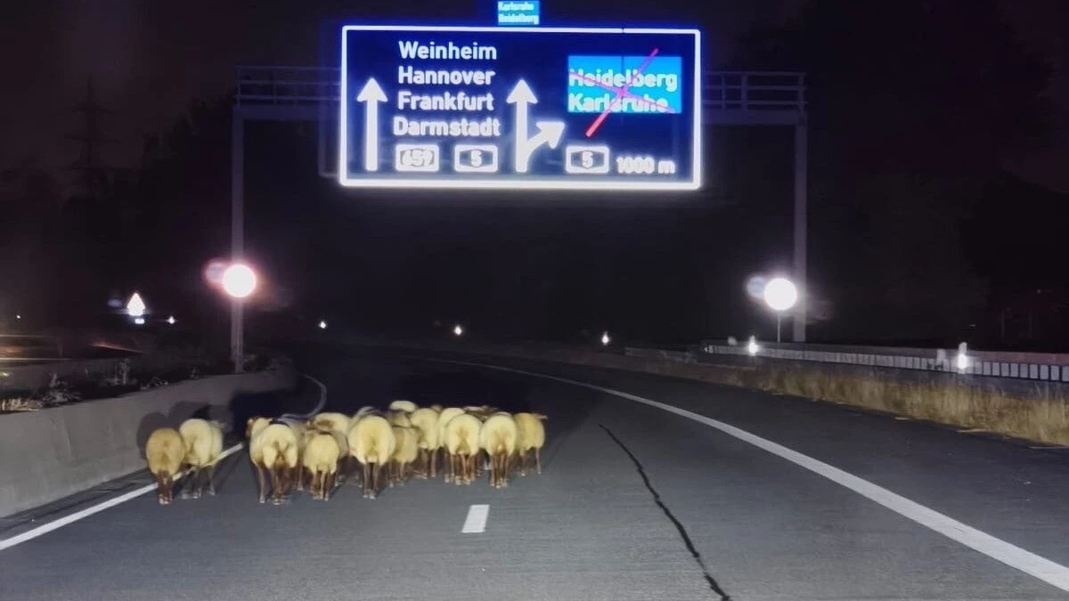 Eine entlaufene Schafherde ist auf der gesperrten Autobahn 659 unterwegs.