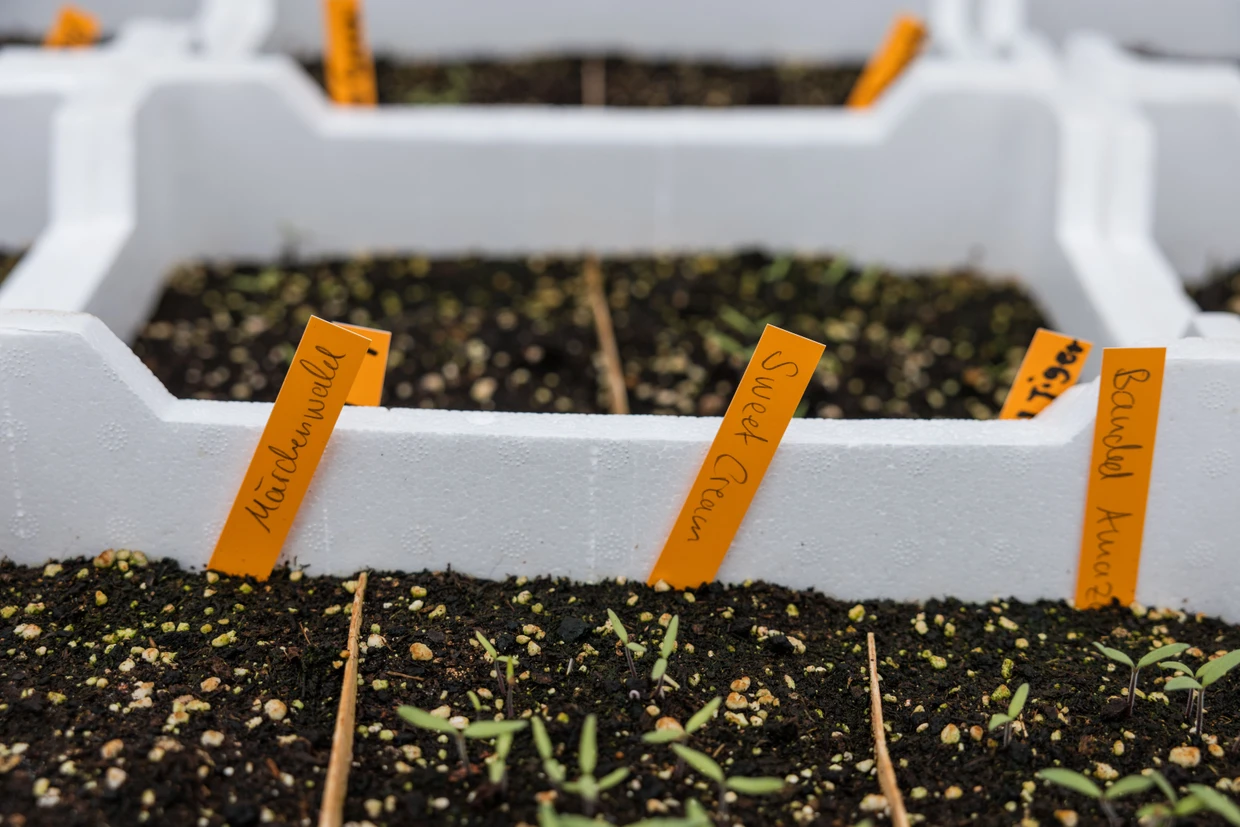 Die alten Sorten sind druckempfindlicher als die Supermarktzüchtungen und tragen nicht so üppig. Dafür schmecken sie besser.