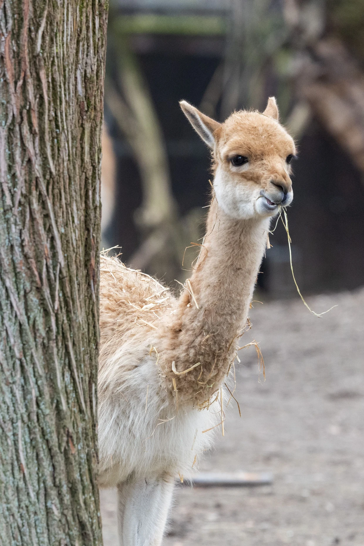 Das Vikunja bildet gemeinsam mit seinen Artgenossen Dunghaufen im Gehege. Damit markieren die Kamele ihr Revier.