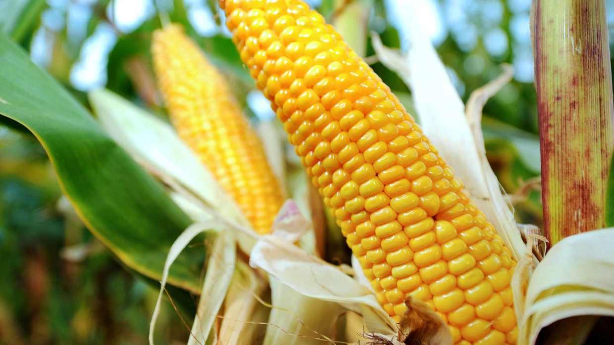 Markt fr Gen-Saatgut: Monsanto gibt Deutschland vorerst auf | FAZ