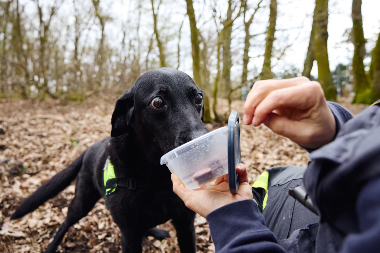 Labrador Daika auf Rentnerrunde: Die Hinterbeine machen nicht mehr so mit, der Kopf ist voll dabei.
