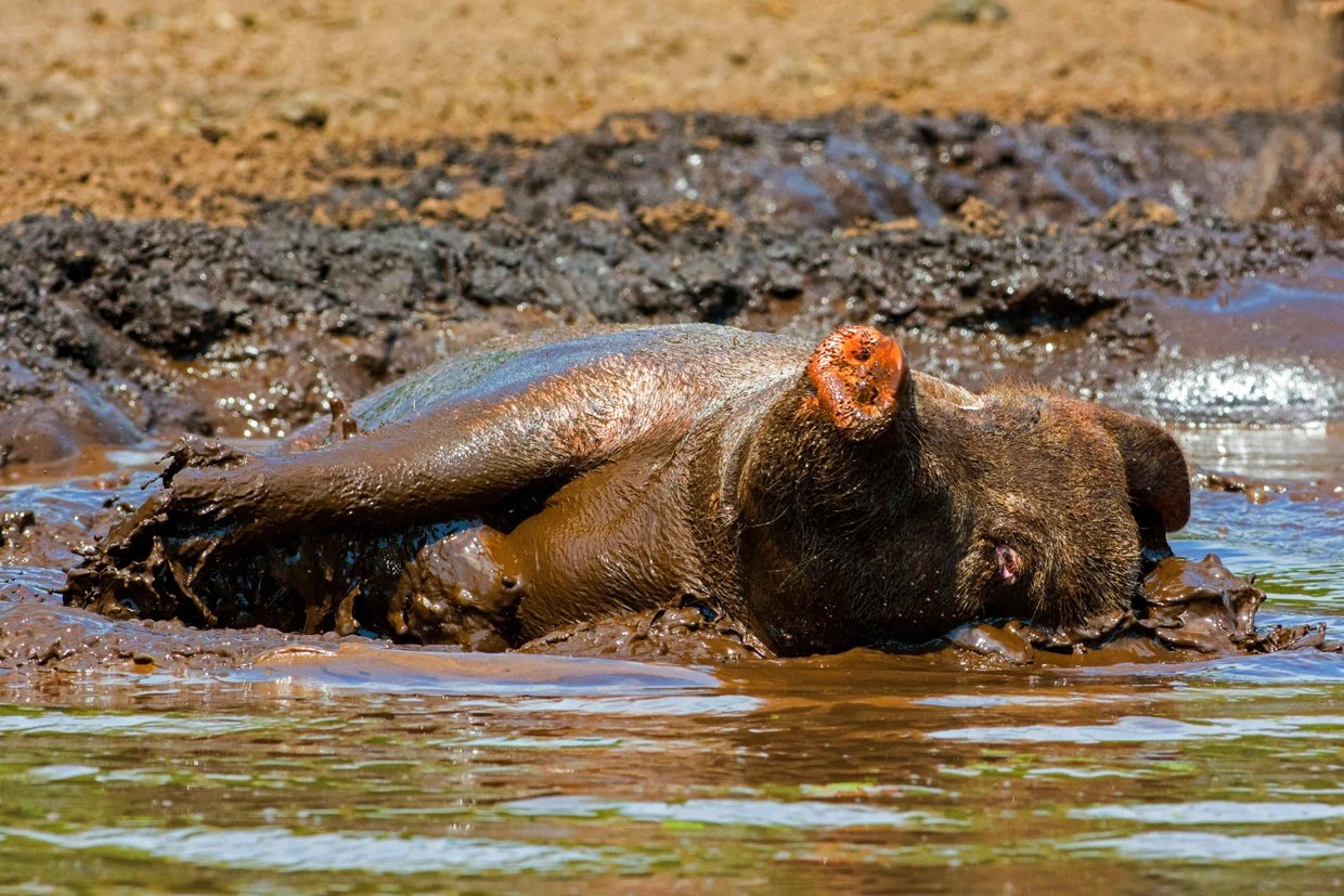 Ma sieht es, wenn ein Schwein sich pudelwohl fühlt.